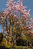 MAGNOLIA SARGENTIANA VAR ROBUSTA