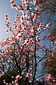 MAGNOLIA SARGENTIANA VAR ROBUSTA