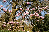 MAGNOLIA DENUDATA FORRESTS PINK