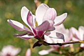 MAGNOLIA DENUDATA FORRESTS PINK