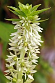 EUCOMIS AUTUMNALIS,  PINEAPPLE FLOWER,  PINEAPPLE LILY