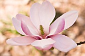 MAGNOLIA DENUDATA FORRESTS PINK