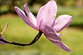 MAGNOLIA SARGENTIANA VAR ROBUSTA