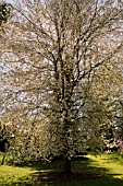 PRUNUS CERASIFERA AT BATSFORD ARBORETUM