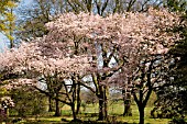 PRUNUS X HILLIERI AT BATSFORD ARBORETUM