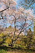 PRUNUS X HILLIERI AT BATSFORD ARBORETUM