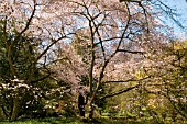 PRUNUS X HILLIERI AT BATSFORD ARBORETUM