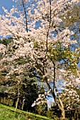 PRUNUS X YEDOENSIS AT BATSFORD ARBORETUM