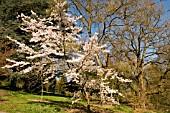 PRUNUS X YEDOENSIS AT BATSFORD ARBORETUM