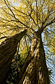 CERCIDIPHYLLUM JAPONICUM AT BATSFORD ARBORERUM