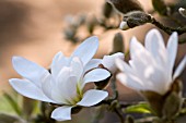 MAGNOLIA STELLATA