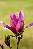 MAGNOLIA CAERHAYS SURPRISE