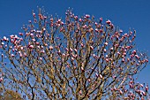 MAGNOLIA CAMPBELLII TREVE HOLMAN