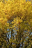 ACER PALMATUM SANGO-KAKU