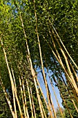 PHYLLOSTACHYS AUREOSULCATA SPECTABILIS