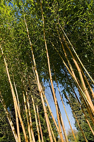 PHYLLOSTACHYS_AUREOSULCATA_SPECTABILIS