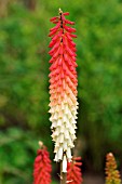 KNIPHOFIA JANE HENRY,   RED HOT POKER