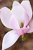 MAGNOLIA DENUDATA FORRESTS PINK