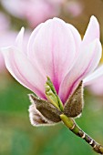 MAGNOLIA DENUDATA FORRESTS PINK