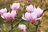 MAGNOLIA DENUDATA FORRESTS PINK