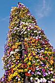 VIOLA MIXED GROWING ON A PYRAMID SUPPORT AT RHS GARDEN WISLEY