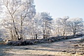 HOAR FROST ON BARE WINTER TREES, COOMBE ABBEY