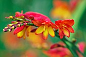 CROCOSMIA ELLENBANK FIRECREST