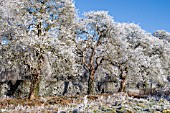 HOAR FROST ON BARE WINTER TREES, COOMBE ABBEY