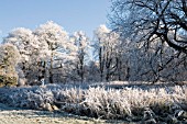 HOAR FROST ON BARE WINTER TREES, COOMBE ABBEY