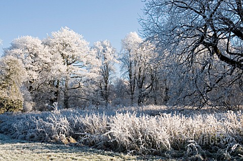 HOAR_FROST_ON_BARE_WINTER_TREES_COOMBE_ABBEY