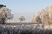 HOAR FROST ON BARE WINTER TREES, COOMBE ABBEY