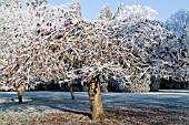 PRUNUS TREE FROSTED LEAVES