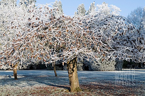 PRUNUS_TREE_FROSTED_LEAVES