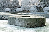 BUXUS SEMPERVIRENS FROSTED AT COOMBE ABBEY