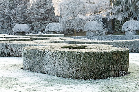 BUXUS_SEMPERVIRENS_FROSTED_AT_COOMBE_ABBEY