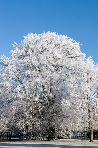 FAGUS_SYLVATICA_WITH_HOAR_FROST