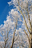 HOAR FROST FALLING FROM WINTER TREES