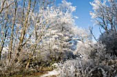 HOAR FROST ON WINTER TREES