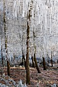 LARIX DECIDUA WITH HOAR FROST