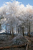 LARIX DECIDUA WITH HOAR FROST