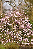 MAGNOLIA STELLATA JANE PLATT