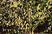 CORYLOPSIS GLABRESCENS VAR GOTOANA