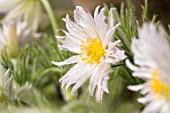 PULSATILLA VULGARIS PRESTBURY STRAIN