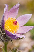 PULSATILLA VULGARIS PRESTBURY STRAIN