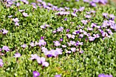 AUBRETIA DOCTOR MULES