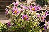 PULSATILLA HALLERI SSP SLAVICA