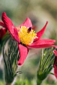 PULSATILLA VULGARIS RUBRUM