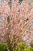 PRUNUS PENDULA VAR ASCENDENS ROSEA