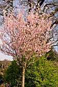 PRUNUS PENDULA VAR ASCENDENS ROSEA