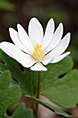 SANGUINARIA CANADENSIS